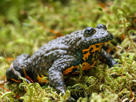 Фото Краснобрюхая жерлянка