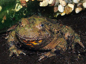 Смотреть фото Дядя Вак Фото Дядя Вак