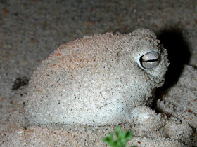 Фото Пустынный узкорот