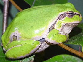 Фото Восточная квакша