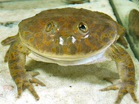 Обыкновенная лягушка Баджита Обыкновенная лягушка Баджита