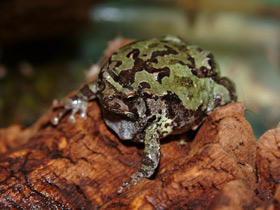 Смотреть фото Мраморный лопатоногий узкорот Фото Мраморный лопатоногий узкорот