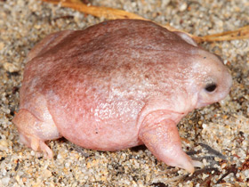 Фото Лягушка-черепаха