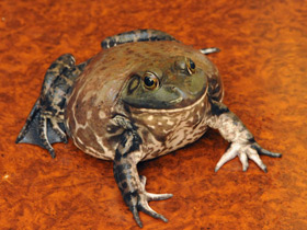 Смотреть фото Лягушка американских джунглей Фото Лягушка американских джунглей