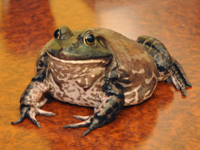 Лягушка-бык Лягушка-бык