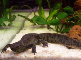 Смотреть фото Самые необычные и удивительные животные Фото Самые необычные и удивительные животные