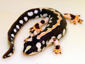 Смотреть фото Загросский тритон Фото Загросский тритон