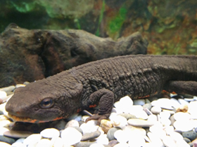 Смотреть фото Темно-бурый тритон Фото Темно-бурый тритон