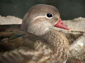 Смотреть фото Мандаринка: утка для Петра и Февронии Фото Мандаринка: утка для Петра и Февронии