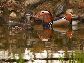 Смотреть фото Мандаринка: утка для Петра и Февронии Фото Мандаринка: утка для Петра и Февронии