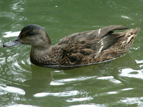 Косатка Косатка