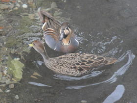 Смотреть фото Чирок-клоктун Фото Чирок-клоктун