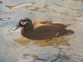 Фото Лайсанский чирок