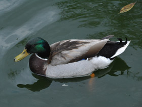 Смотреть фото Загадки для детей с ответами Фото Загадки для детей с ответами