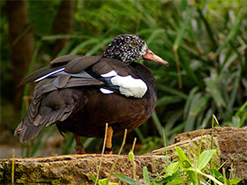 Смотреть фото Белокрылая утка Фото Белокрылая утка
