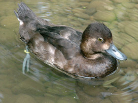 Смотреть фото Морская американская чернеть Фото Морская американская чернеть
