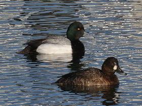 Смотреть фото Морская американская чернеть Фото Морская американская чернеть
