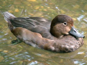 Смотреть фото Американская чернеть Фото Американская чернеть