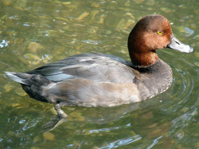 Смотреть фото Американская чернеть Фото Американская чернеть