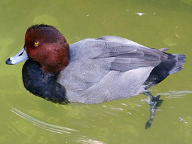 Смотреть фото Американская чернеть Фото Американская чернеть