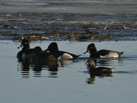 Смотреть фото Ошейниковая чернеть Фото Ошейниковая чернеть