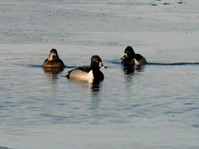 Смотреть фото Ошейниковая чернеть Фото Ошейниковая чернеть