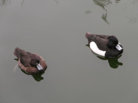 Смотреть фото Хохлатая чернеть Фото Хохлатая чернеть