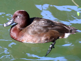 Фото Мадагаскарский нырок