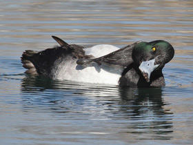 Смотреть фото Морская чернеть Фото Морская чернеть