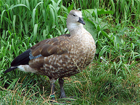 Фото Голубокрылый гусь