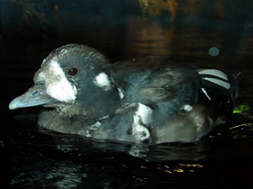 Смотреть фото Каменушка Фото Каменушка