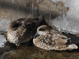 Фото Мраморный чирок