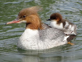 Большой крохаль Большой крохаль