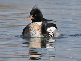 Смотреть фото Средний крохаль Фото Средний крохаль