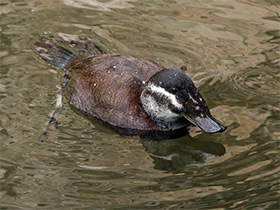 Смотреть фото Белоголовая савка Фото Белоголовая савка