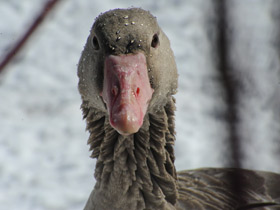Серый гусь Серый гусь