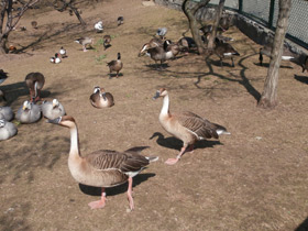 Смотреть фото Сухонос Фото Сухонос