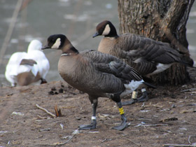 Смотреть фото Алеутская казарка Фото Алеутская казарка