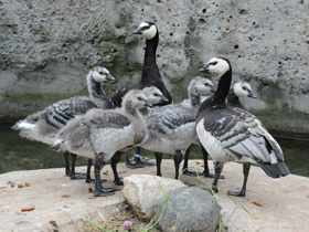 Фото Размножение птиц в неволе и в природе