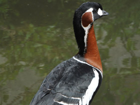 Смотреть фото Краснозобая казарка Фото Краснозобая казарка
