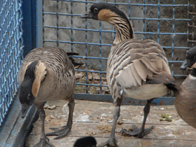 Смотреть фото Гавайская казарка Фото Гавайская казарка