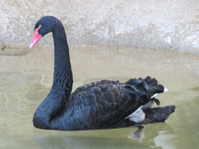 Черный лебедь Черный лебедь