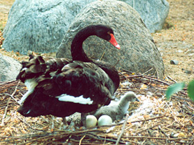 Черный лебедь Черный лебедь