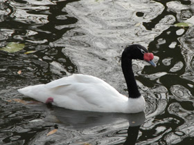 Фото Черношейный лебедь