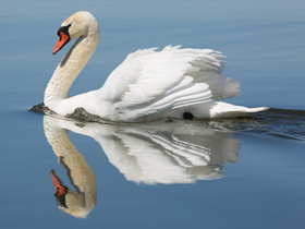 Смотреть фото Лебедь-шипун Фото Лебедь-шипун