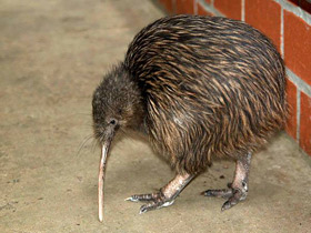 Смотреть фото Южный киви Фото Южный киви