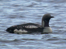 Фото Чернозобая гагара