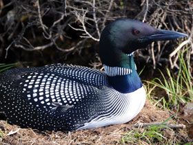 Полярная гагара Полярная гагара