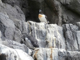 Смотреть фото Гагарка Фото Гагарка