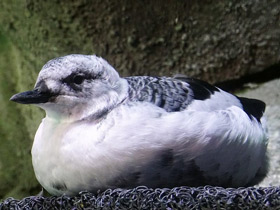 Смотреть фото Тихоокеанский чистик Фото Тихоокеанский чистик